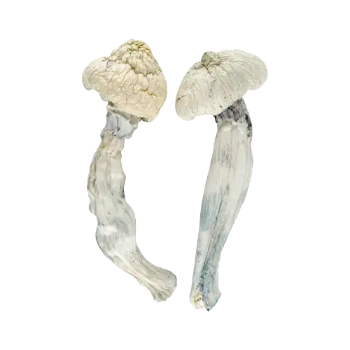 Albino Penis Envy